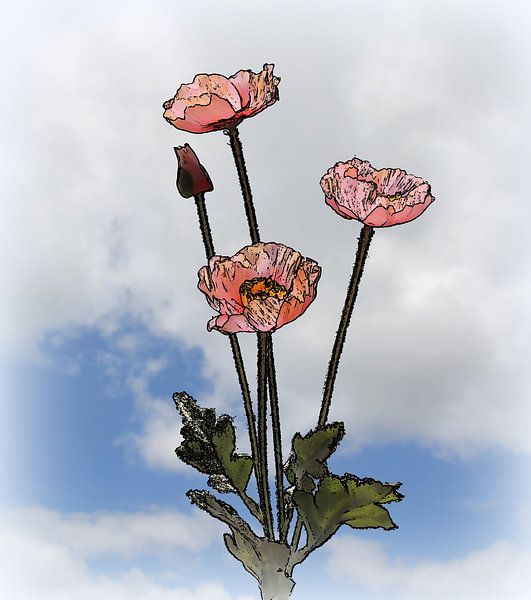 Isländischer Mohn. von Jose Lok