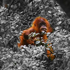 Small orang-utan in Sumatra by Marjolein Boers