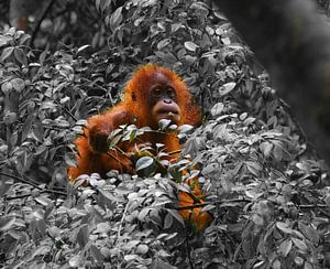 Un orang-outan minuscule à Sumatra sur Marjolein Boers