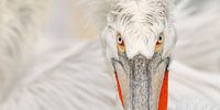 Dalmatian Pelican Portrait (panoramic)