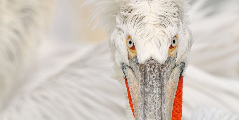 Krauskopfpelikan Porträt (einfarbig) von Harry Eggens