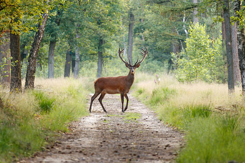 Red deer crossing a sand path in the middle of a forest