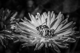 Au cœur de la fleur – Un instant en noir et blanc sur The Hazel Perspective