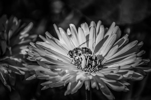 Im Herzen der Blüte – Ein Augenblick in Schwarz-Weiß