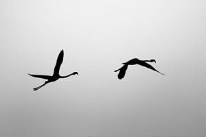 Vol dans l'ombre L'élégance de Flamingo's