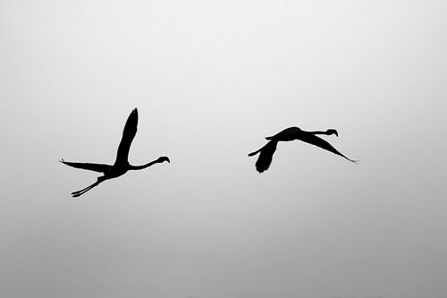 Vol dans l'ombre L'élégance de Flamingo's