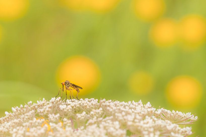 Akkerdisteldansvlieg by Moetwil en van Dijk - Fotografie