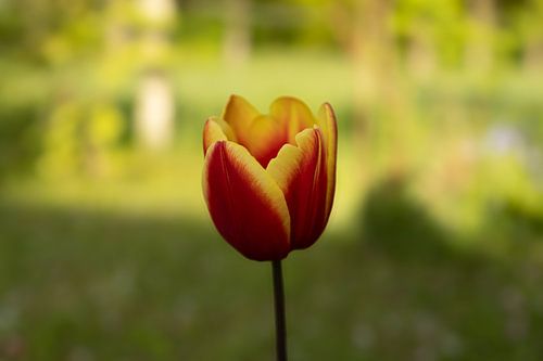 De tulp springt eruit tussen het frisse lentegroen