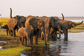 Auf in die Lüfte! Eine Elefantenfamilie erreicht die Furt am Chobe-Fluss. Werden sie die Überquerung wagen?