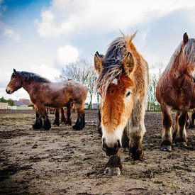 Brabanters - Belgian draught horses by Patrycja Polechonska
