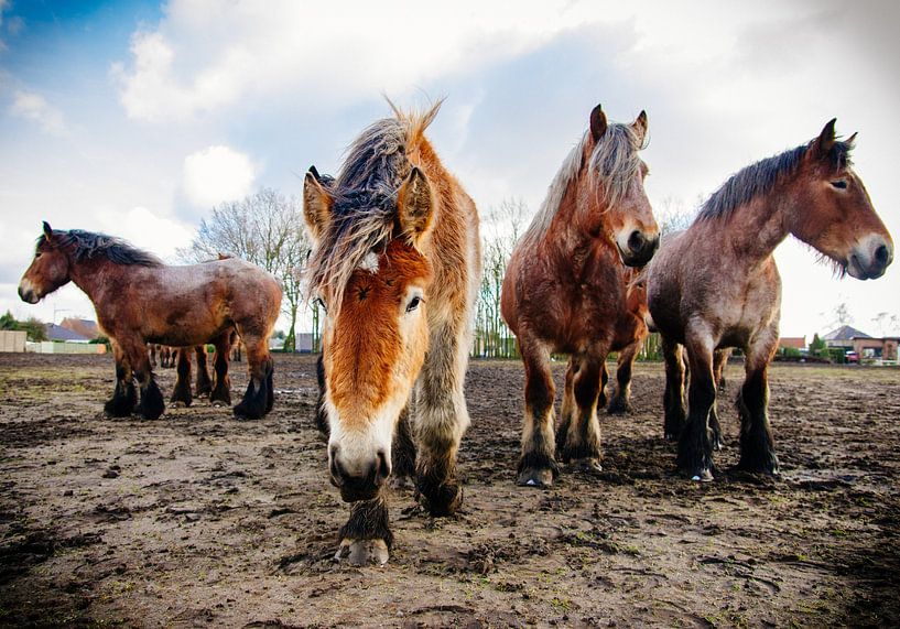 Brabanters - Belgian draught horses by Patrycja Polechonska