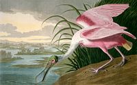 Roze lepelaar, Robert Havell naar John James Audubon van Liszt Collection thumbnail