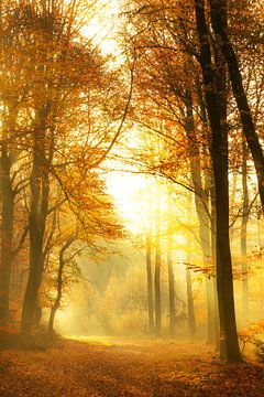 Weg durch einen nebligen Wald an einem schönen sonnigen Herbsttag von Sjoerd van der Wal Fotografie