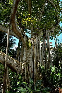 Baum - Vizcaya-Gärten