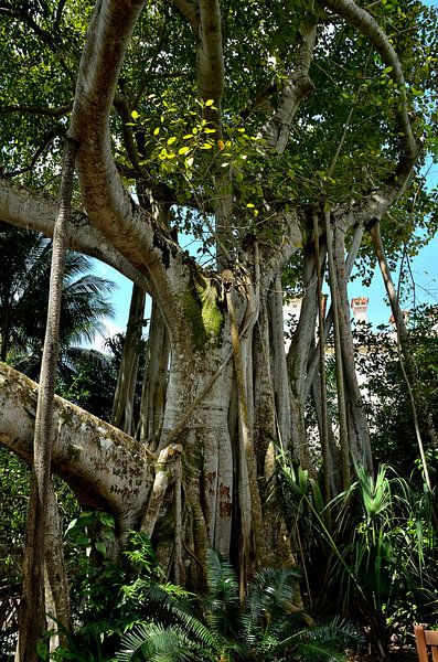Baum - Vizcaya-Gärten von Karel Frielink