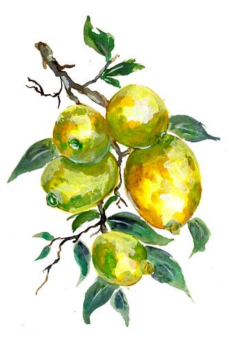 Tak met citroenen aan een citroenboom