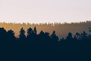 Wald-Silhouette