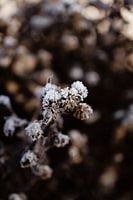 Detail of a frozen thistle in winter