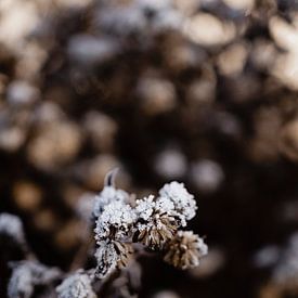 Detail einer gefrorenen Distel im Winter von Oog in Oog Fotografie