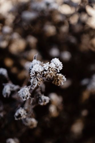 Detail van een bevroren distel in de winter