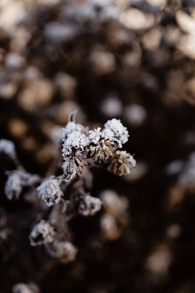 Detail van een bevroren distel in de winter van Oog in Oog Fotografie