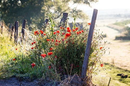 Klaprozen in de berm