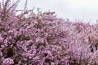 Purple Heath