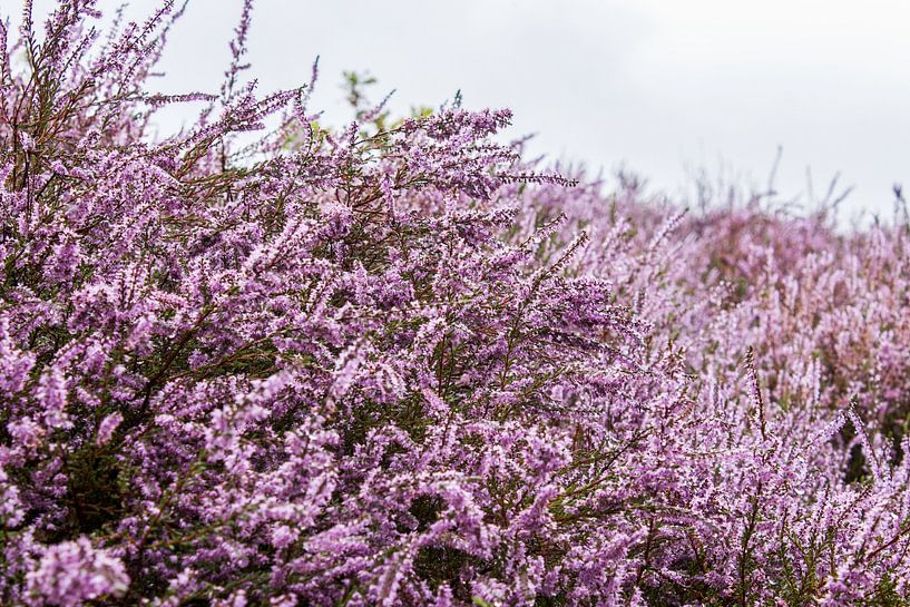 Purple Heath by Stefanie Wouters-Kersten