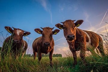 Koe-keloeren von Martijn Barendse