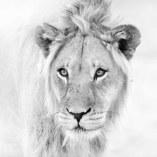 Leeuwenportret in zwart-wit
