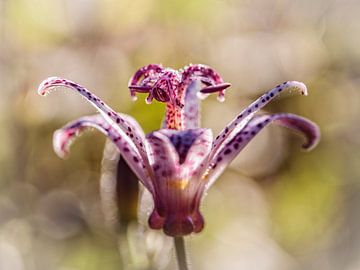 Lily by Rob Boon