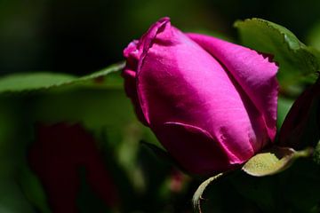 Rode roos van Gerard de Zwaan