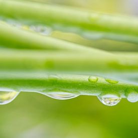 Waterdruppels op plantenstengel van Iris Holzer Richardson