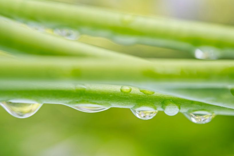 Raindrops on Hosta Stems by Iris Holzer Richardson