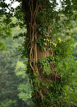 Baum mit Efeu von Hans Monasso