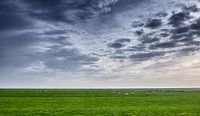 Landschaft mit Schafen von Bert Bouwmeester Miniaturansicht