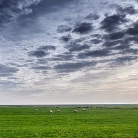 landschap met schapen van Bert Bouwmeester