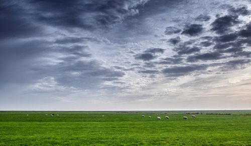 landscape with sheep