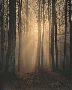 Magisches Licht im Wald