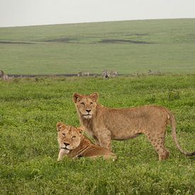 Mother & Son sur Stephan Spelde