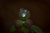 rain drops on leaf