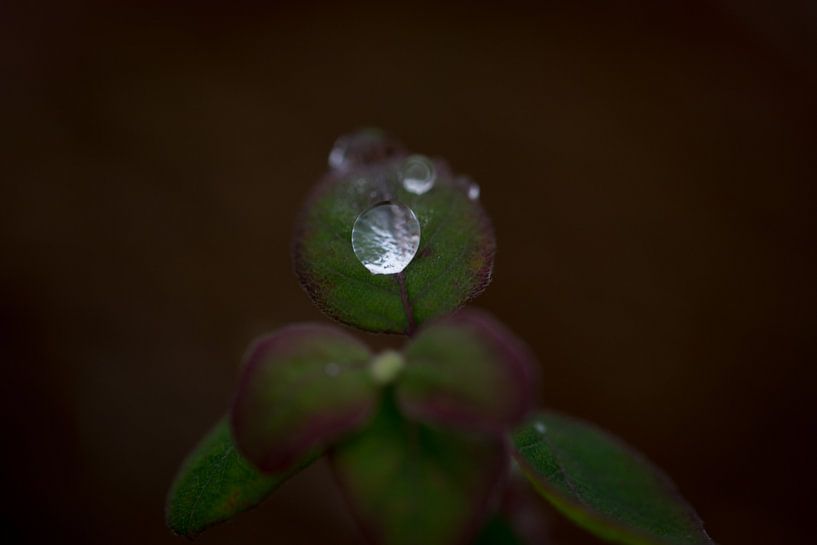 rain drops on leaf by Timo Kant