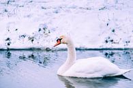 The Mute Swan (Cygnus olor) by Fotografiecor .nl thumbnail