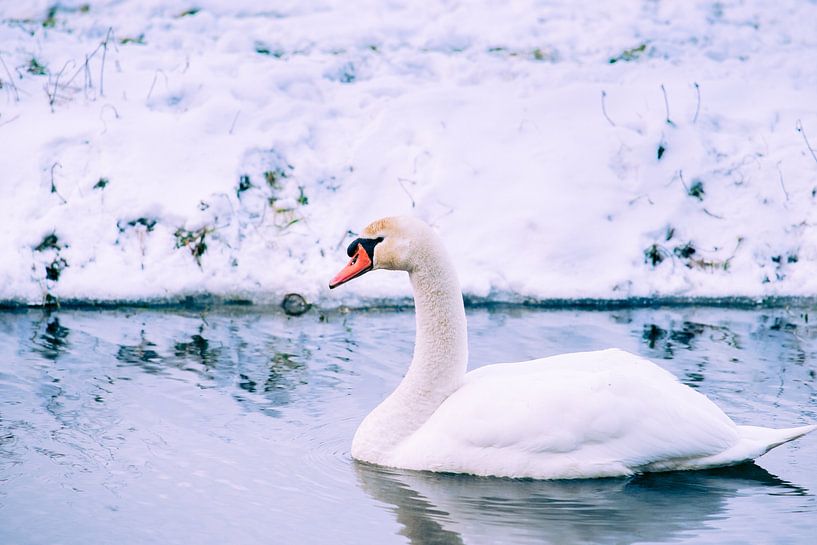 Knobbelzwaan in de winter van Fotografiecor .nl