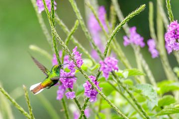 Rufous-tailed hummingbird by Eveline Dekkers