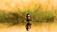 Reflex Great Tit