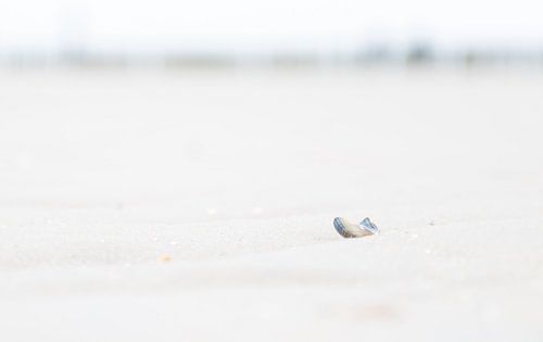 Mossel alleen op het strand