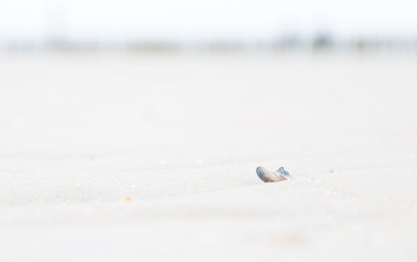 Mussel by Dennis Clarisse
