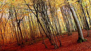 Herfstkleuren van Stefan Keiner