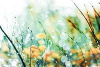 Winter farewell